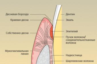 Строение и функции ротовой полости Структура ротовой полости